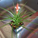 Tillandsia caulescens