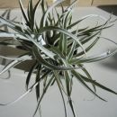 Tillandsia harrisii
