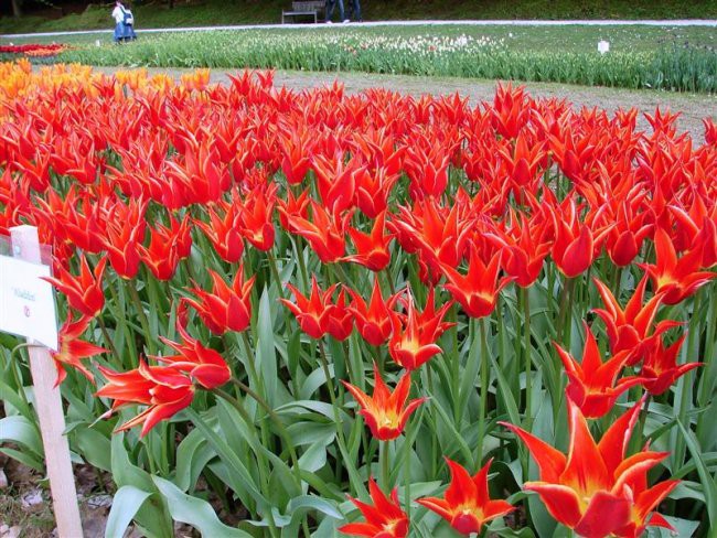 Arboretum Volčji potok - foto povečava