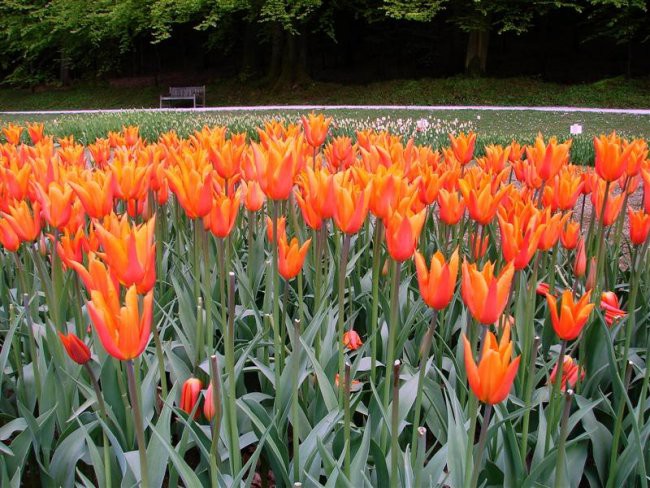 Arboretum Volčji potok - foto povečava