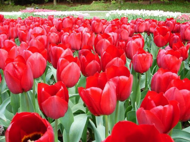 Arboretum Volčji potok - foto