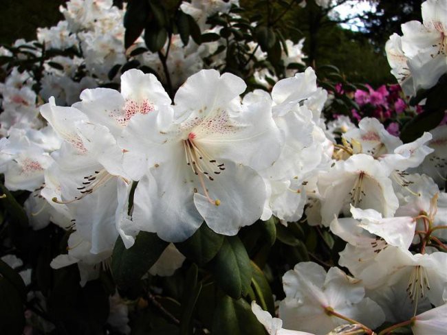 Arboretum Volčji potok - foto povečava