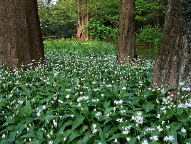 Arboretum Volčji potok - foto povečava