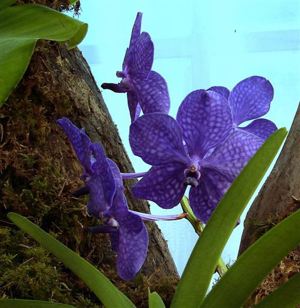 Orhideje - foto povečava