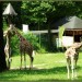Žirafe so vedno v gibanju...