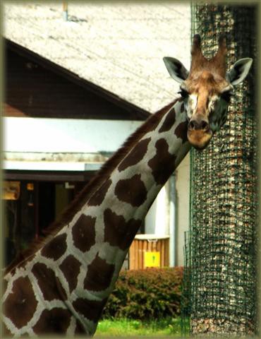 Še en visok žirafji pogled...