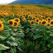 sončnica- helianthus annuus