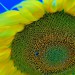 sončnica- helianthus annuus