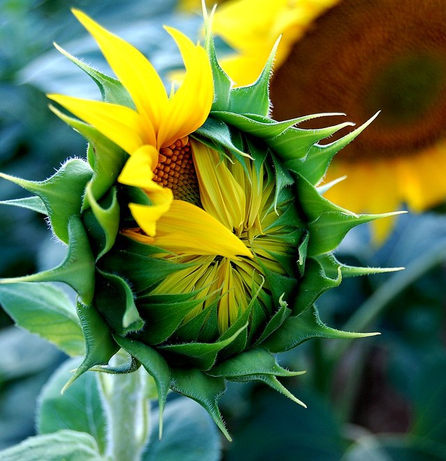 sončnica- helianthus annuus