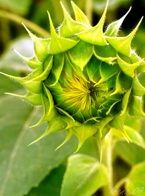 Sončnica- helianthus annuus