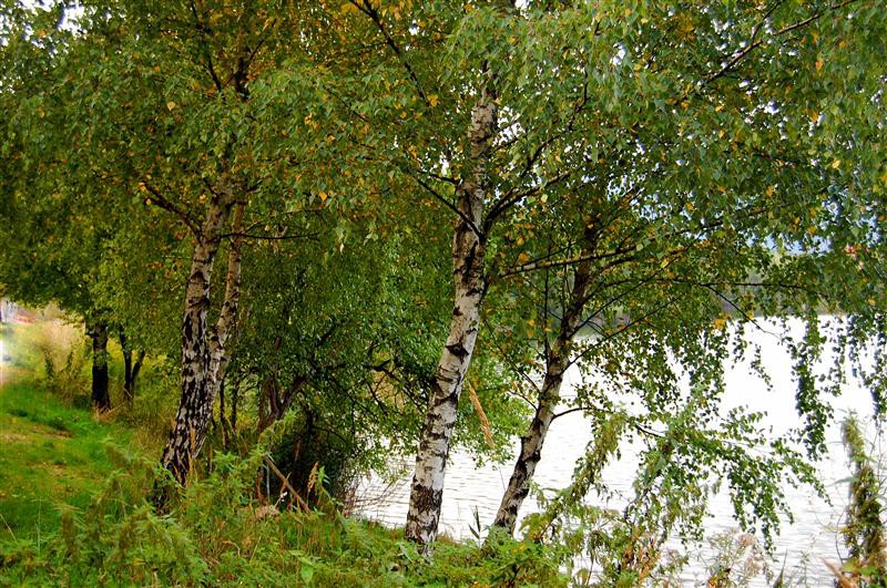 Kočevsko jezero v jeseni... - foto povečava