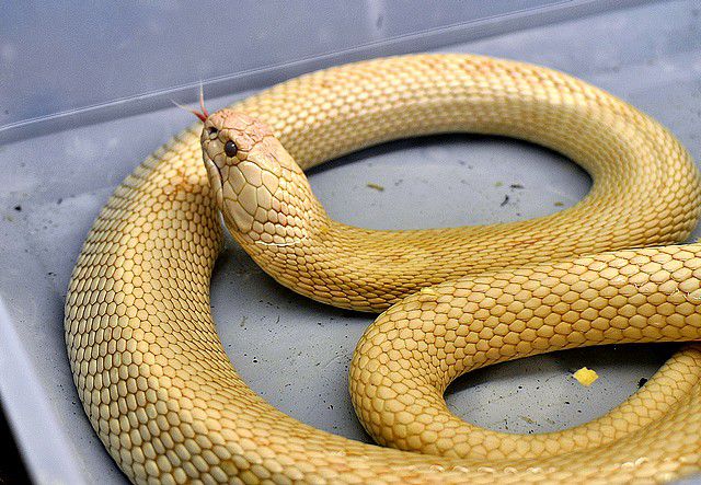 Monokel kobra
