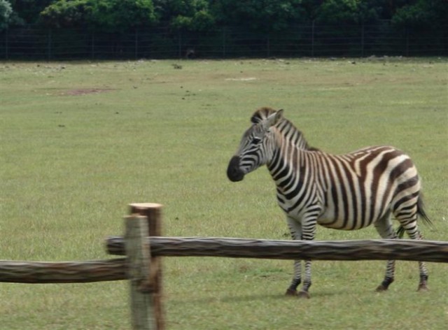 Brioni-  zebra