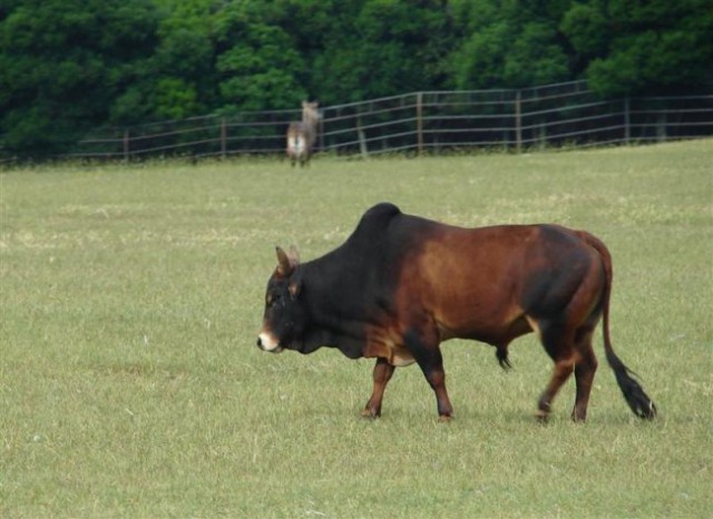 Brioni- eno izmed govedi