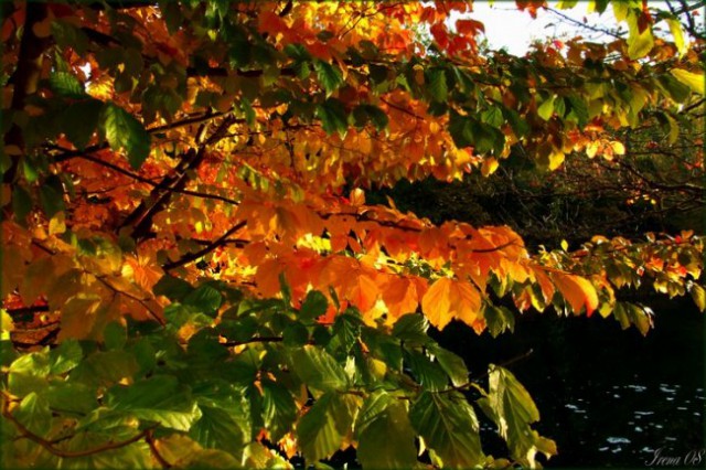 Barve jeseni - foto