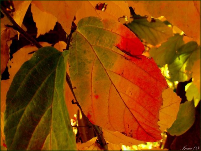 Barve jeseni - foto povečava