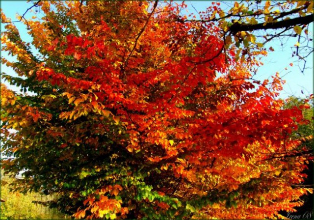 Barve jeseni - foto