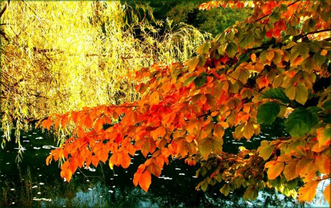 Barve jeseni - foto povečava