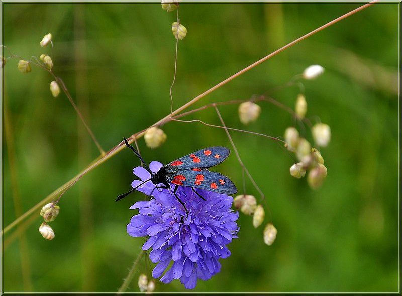 Cvetlična mavrica - foto povečava