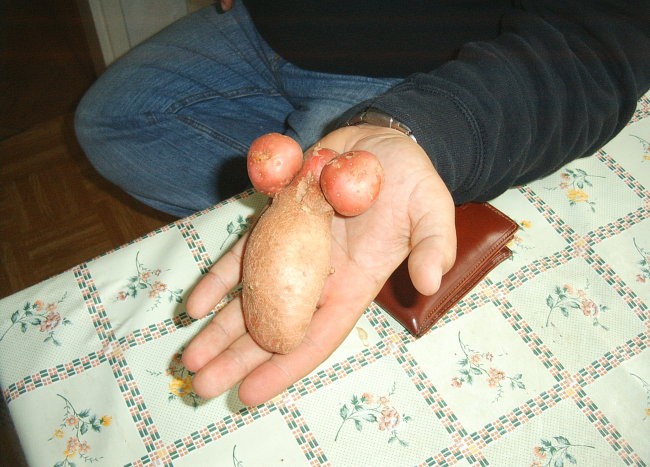 Nova sorta krompirja - foto povečava