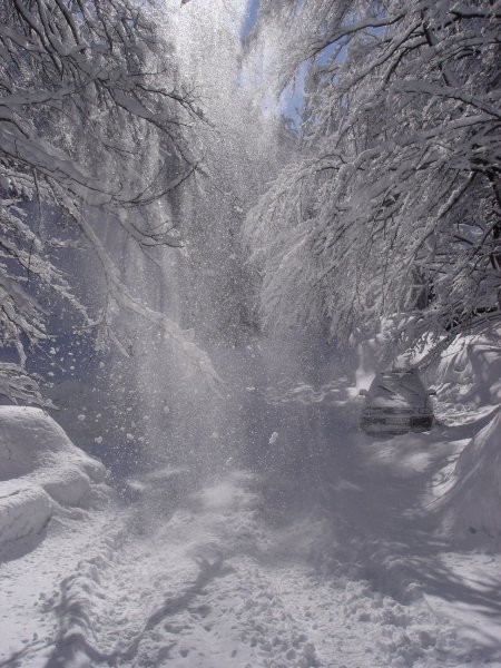 Sneg se usuva z dreves