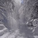 Sneg se usuva z dreves