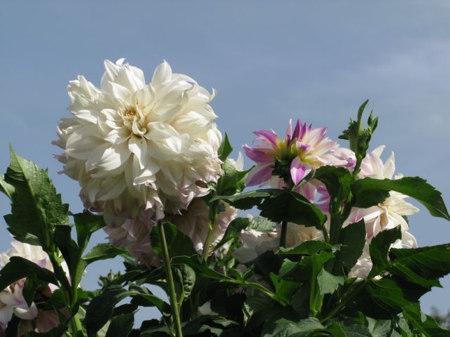 Rože 2011 - foto