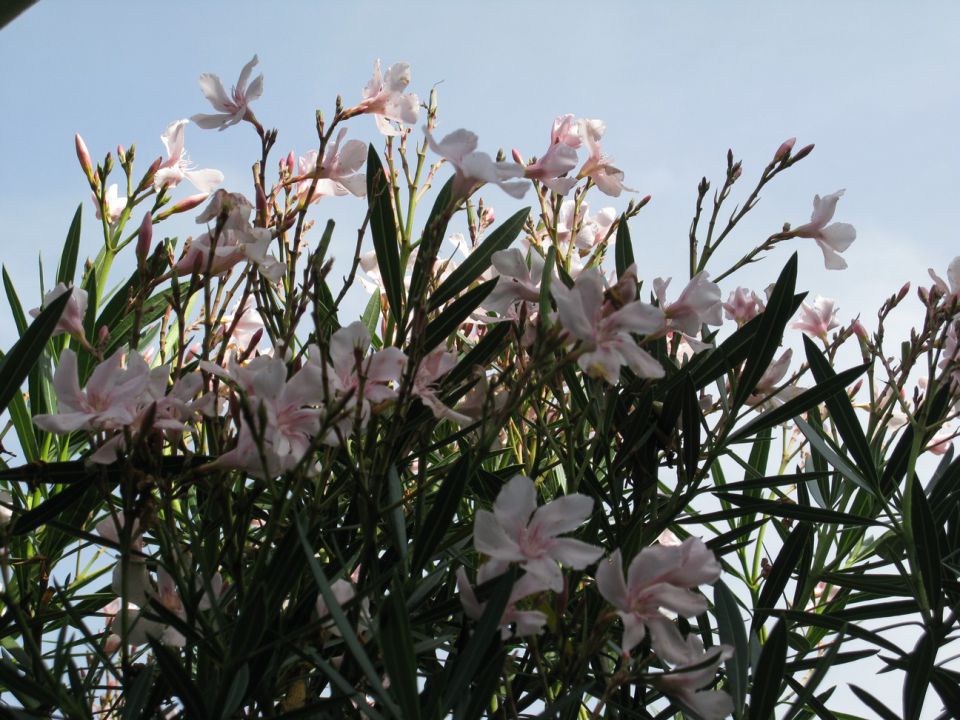 Rože 2011 - foto povečava