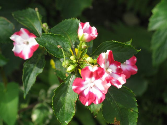 Rože 2011 - foto