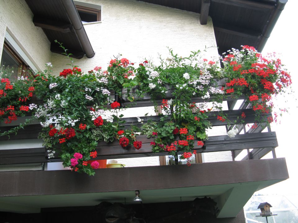 balkonske rože