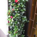 mandenvila