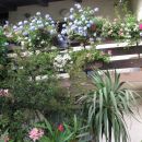 plumbago na balkonu