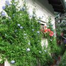plumbago