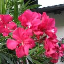 oleander