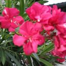 oleander
