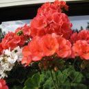 Pelargonije
