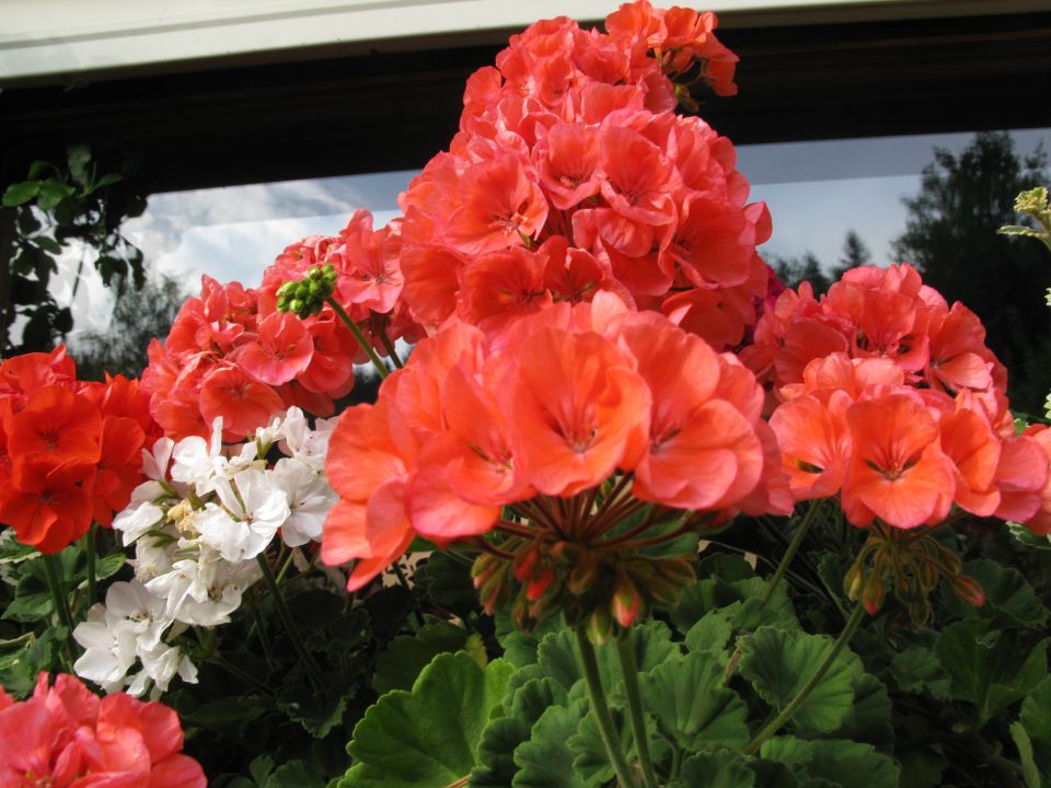 Pelargonije