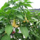 datura