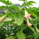 datura