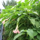 datura