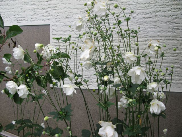 Rože 2014 - foto