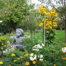 rudbekija