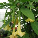 datura