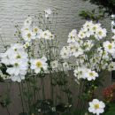 anemone
