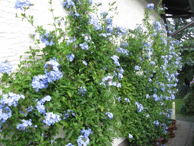 Plumbago