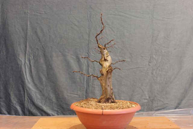 Delavnice_bonsai - foto
