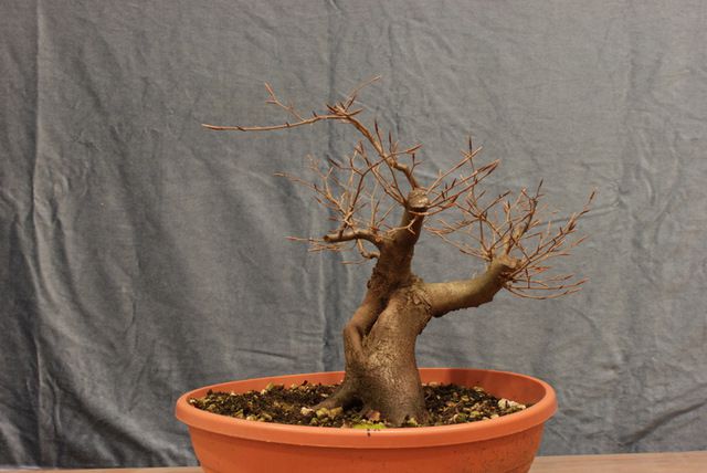 Delavnice_bonsai - foto povečava