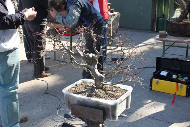 Delavnice_bonsai - foto povečava
