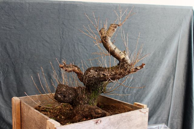 Delavnice_bonsai - foto