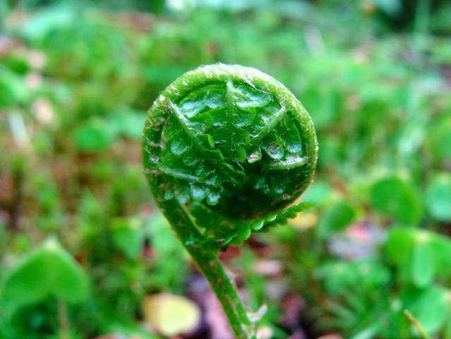 UMETNIK NARAVA